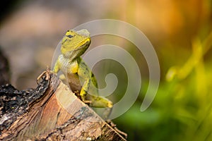 Beautiful chameleon on wood