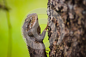 Beautiful chameleon on wood