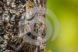 Beautiful chameleon on wood