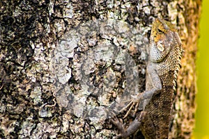 Beautiful chameleon on wood