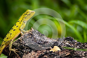 Beautiful chameleon on wood