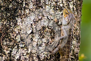 Beautiful chameleon on wood