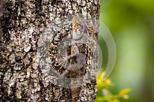 Beautiful chameleon on wood