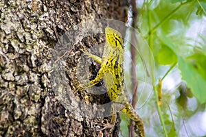 Beautiful chameleon on wood