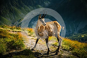 Beautiful chamois mountain goat in natural habitat