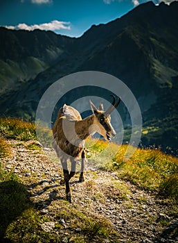 Krásná kamzíková horská koza v přirozeném prostředí