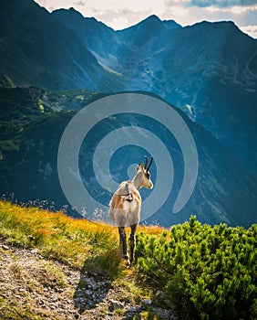 Beautiful chamois mountain goat in natural habitat