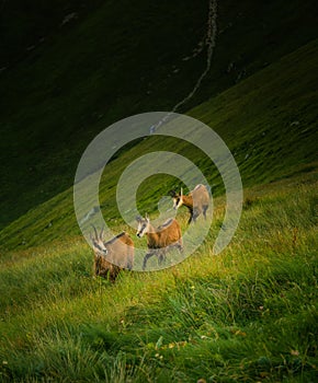 Krásná kamzíková horská koza v přirozeném prostředí