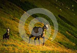 Beautiful chamois mountain goat in natural habitat