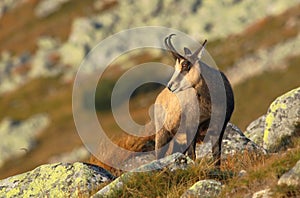 Beautiful chamois Rupicapra rupicapra in autumn