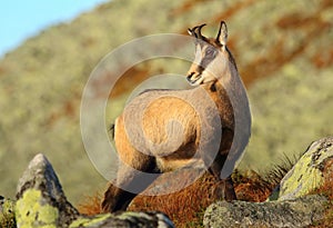 Beautiful chamois Rupicapra rupicapra in autumn