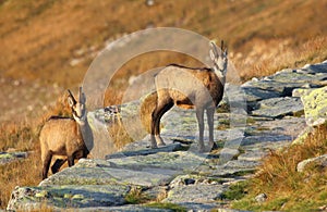 Beautiful chamois Rupicapra rupicapra in autumn