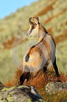 Beautiful chamois Rupicapra rupicapra in autumn