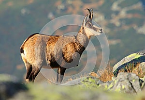 Beautiful chamois Rupicapra rupicapra in autumn