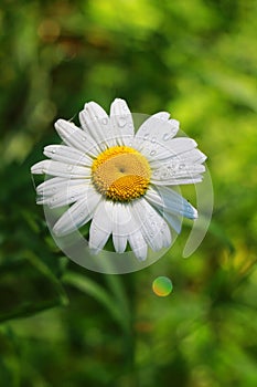 Beautiful Chamomile in the dew on a natural background.