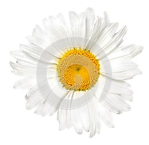 Beautiful chamomile flower