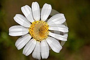 Beautiful chamomile flower or also known as daisy growing freely in the field, under the radiant spring sun