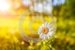 Beautiful chamomile flower in meadow. Spring or summer nature scene with blooming daisy in sun flares. Soft focus