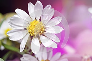 Beautiful Chamomile flowers