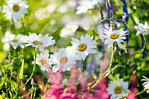 Beautiful chamomile flowers blossoming on sunny summer day. Nature scene with blooming white and yellow daisies