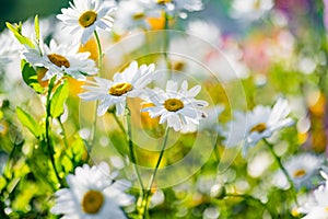 Beautiful chamomile flowers blossoming on sunny summer day. Nature scene with blooming white and yellow daisies
