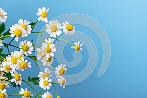 Beautiful Chamomile Flowers on Blue Background Top View Summer Flower Background Copy Space
