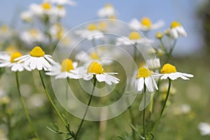 Beautiful chamomile flowers closeup with a soft background in summer