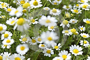 Beautiful chamomile flowers in meadow. Spring or summer nature scene with blooming daisy flowers.