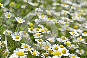 Beautiful chamomile flowers in meadow. Spring or summer nature scene with blooming daisy flowers.