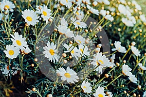 Beautiful chamomile flowers in meadow. Spring or summer nature scene with blooming daisy flowers. Soft focus.