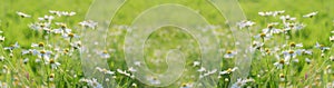 Beautiful chamomile flowers in meadow. Spring or summer nature scene. Floral banner. Soft focus