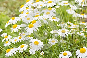 Beautiful Chamomile flowers