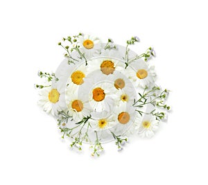 Beautiful chamomile flowers on white background