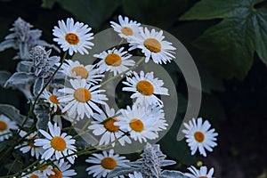 Beautiful chamomile flowers with white petals