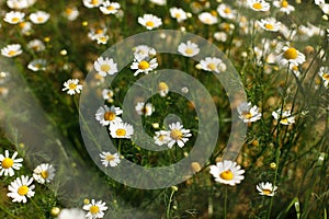 Beautiful chamomile flowers in wild countryside garden. Blooming daisy wildflowers in sunny summer meadow. Biodiversity and