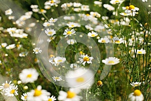 Beautiful chamomile flowers in wild countryside garden. Blooming daisy wildflowers in sunny summer meadow. Biodiversity and