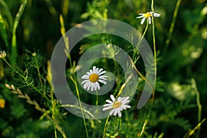 Beautiful chamomile flowers in wild countryside garden. Blooming daisy wildflowers in sunny summer meadow. Biodiversity and