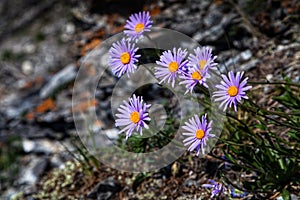 Beautiful chamomiles on a mountain slope.