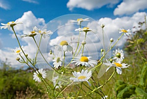 Beautiful chamomiles on a sky background