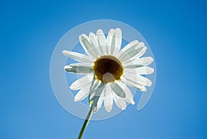 Beautiful chamomiles on a sky background