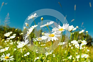 Beautiful chamomiles on a sky background