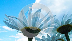 Beautiful chamomiles on a sky background.