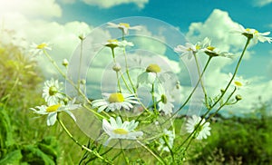 beautiful chamomiles on a sky background