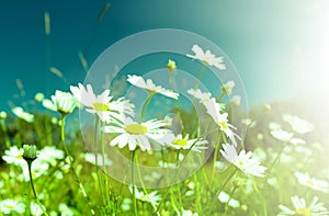 Beautiful chamomiles on a sky background