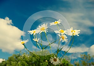 Beautiful chamomiles on a sky background
