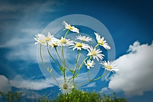 Beautiful chamomiles on a sky background