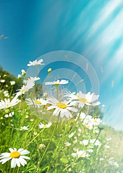 beautiful chamomiles