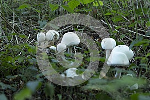 Beautiful champignon mushrooms edibles growing in the undergrowth in a forest. Vegetarian food