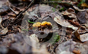 Beautiful chanterelle mushrooms in the forest. Shallow depth of field