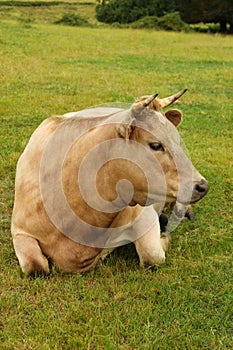 Beautiful Charolais Cow